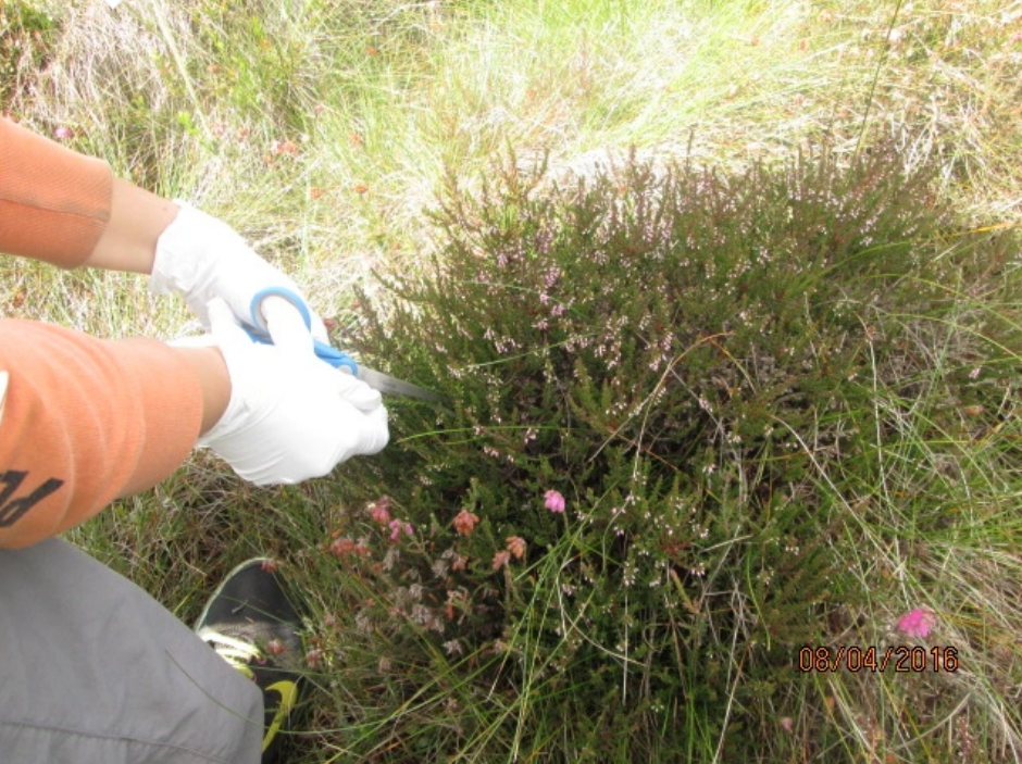 Plants and Nitrogen – a love & hate relationship