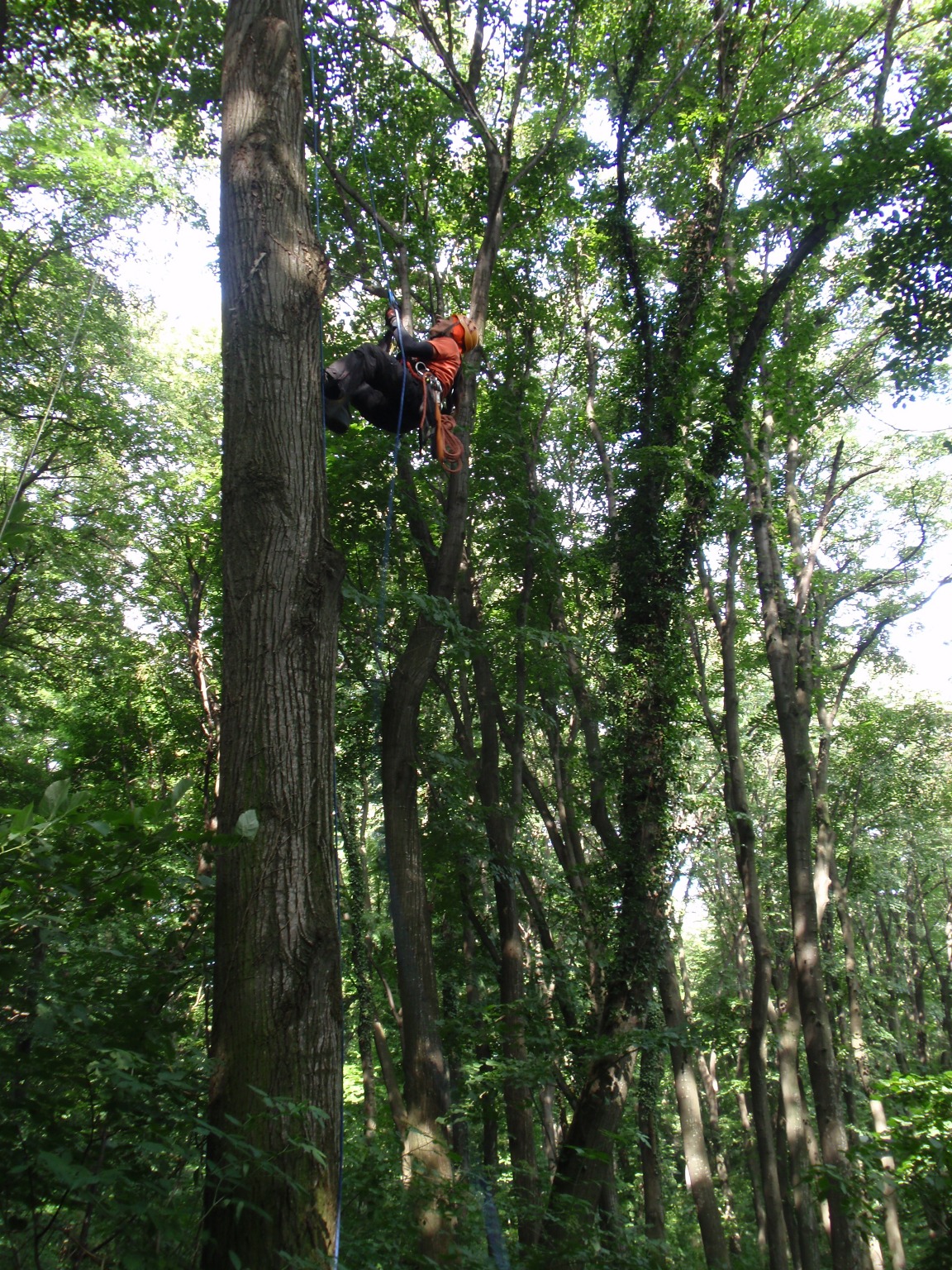 Fruška gora LTER site from the perspective of hoverflies, treeclimbers and satellites