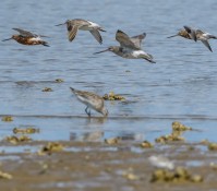 Biodiversity time series from European marine ecosystems
