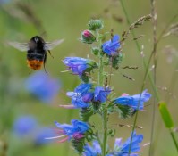 Pollinators in gardens and agricultural areas