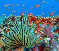 Open call for marine biodiversity (monitoring) data